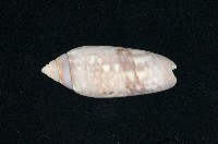 藏品(多彩榧螺)的圖片